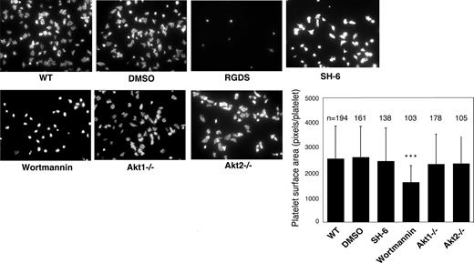 Figure 3. Effect of PI3K and Akt inhibitors and Akt knockout on platelet spreading on immobilized fibrinogen. Microtiter chamber slides were coated with 30 μg/mL fibrinogen. Washed WT mouse platelets (2 × 107/mL) were preincubated with vehicle (DMSO), SH-6 (15 μM), or wortmannin (100 nM) for 5 minutes. WT, Akt1−/−, or Akt2−/− platelets were allowed to adhere and spread on immobilized fibrinogen for 90 minutes. Platelets were also treated with the integrin inhibitor, RGDS (1 mM), to indicate the integrin-dependent platelet adhesion and spreading. Adherent platelets were stained with fluorescein-labeled phalloidin and photographed under a fluorescence microscope as described in “Platelet spreading on immobilized vWF and fibrinogen.” Shown in the figure are the representative pictures from one of 3 experiments with similar results and a bar graph of the quantitative analysis of platelet surface area as an indicator of spreading. The data are from 3 randomly selected fields from 3 experiments. The bars in the graph represent the average surface area (± SD) of individual platelets. ***P < .001 versus DMSO–treated WT platelet. Numbers of platelets analyzed for each group are indicated above the bars.