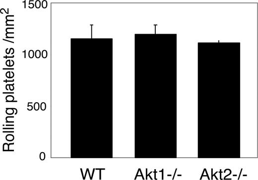 Figure 5. The effect of Akt knockout or Akt inhibition on GPIb-IX-vWF binding–mediated transient platelet adhesion on vWF. Mepacrine-labeled WT or Akt1−/− or Akt2−/− platelets reconstituted in washed red cells in Tyrode solution in the presence of 10 mM EDTA were perfused through a vWF-coated flow chamber at 800 s−1. Transient platelet adhesion to vWF surface were recorded in real time. Number of platelets rolling on vWF (mean ± SD) were counted from 10 randomly selected fields from each of 3 experiments.