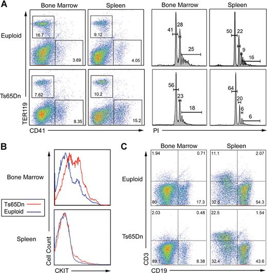 Figure 2. Representative flow cytometric analysis of bone marrow and spleen cells. (A) Ts65Dn mice harbor increased CD41+ cells in the bone marrow and spleen (left panels). CD41+ megakaryocytes from Ts65Dn animals show an increase in the lower ploidy classes in both organs (right panels). (B) Ts65Dn mice display increased c-kit expression in the bone marrow. (C) The ratio of CD19+ to CD3+ lymphocytes is diminished in Ts65Dn mice. Numbers on plots and on histogram peaks represent the percentage of the total population of cells in the rectangle.