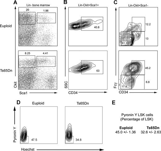 Figure 4. LSK and myeloid progenitor cell profiles are distorted in Ts65Dn bone marrow. (A) LSK (lineage−, Sca1+, c-kit+) and myeloid progenitor (lineage−, Sca1−, c-kit+) compartments were analyzed in lineage-depleted bone marrow by flow cytometry. Ts65Dn mice displayed an increased percentage of LSK cells. (B) LSK cells stain more brightly for CD34 in Ts65Dn mice. (C) Analysis of myeloid progenitors demonstrates a bias toward the GMP compartment (granulocyte-monocyte progenitor; lineage−, c-kit+, Sca1−, CD34+, FcγR+) and away from the MEP compartment (megakaryocyte-erythrocyte progenitor; lineage−, c-kit+, Sca1−, CD34−, FcγR−). (D) Representative analysis of quiescent LSK cells in Ts65Dn and control bone marrow by pyronin Y/Hoechst staining. Pyronin Y–low cells represent the quiescent LSK fraction. (E) Average values and statistical analysis of quiescent LSK cells in bone marrow. n = 3 Ts65Dn; n = 3 controls. P = .01. Numbers on plots represent the percentage of the total population of cells in the rectangle.