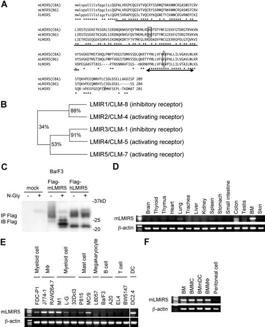 Figure 1. Molecular characteristics and gene expression of LMIR5. (A) Alignment of amino acid sequences for mLMIR5 and hLMIR5. CBA and B6 indicate CBA/J mice and C57BL/6 mice, respectively. *Identical amino acids in mLMIR5 and hLMIR5. The putative signal sequence is shown in lower case. The variable type Ig-like domain is underlined; the potential N-linked glycosylation site is boxed. The transmembrane domain is marked by an arrow; the positive-charged amino acid residue (lysine) in the transmembrane domain is circled. Y188 in the cytoplasmic tail of hLMIR5 is shaded. (B) The phylogenetic tree of LMIR1/2/3/4/5 is shown based on homology with the Ig-like domain. Percentage of identity in amino acid sequences of the Ig-like domain was indicated. (C) Lysates of Ba/F3 cells transduced with either a Flag-tagged mLMIR5, a Flag-tagged hLMIR5, or mock were immnoprecipitated with anti-Flag mAb. The precipitates treated with or without N-glycosidase F were immunoblotted with anti-Flag mAb. (D-F) RT-PCR analysis on mLMIR5 expression in murine tissues (D), hematopoietic cell lines (E), and primary hematopoietic cells (F). Specific primers were used for mLMIR5 or β-actin as control. Vertical lines have been inserted to indicate a repositioned gel lane.