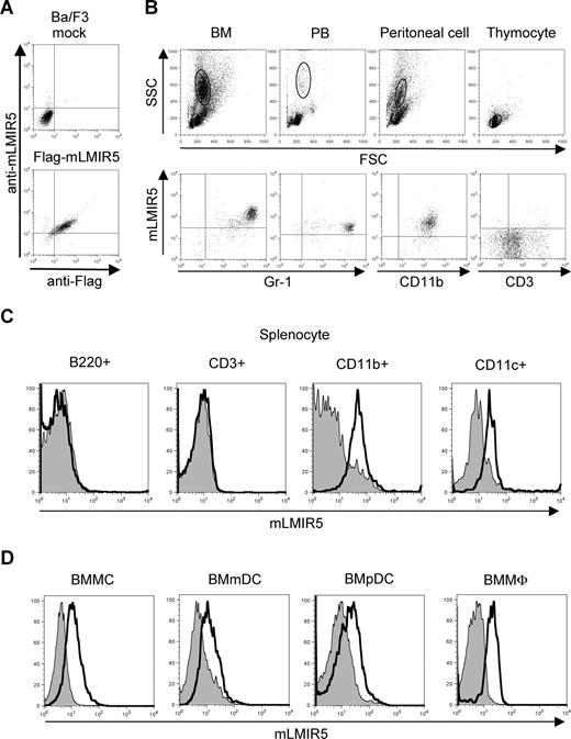 Figure 2. Cell-surface expression of mLMIR5. (A) Ba/F3 cells transduced with a Flag-tagged mLMIR5 or mock were stained with FITC-conjugated mouse IgG1 or anti-Flag Ab as well as polyclonal goat IgG or anti-mLMIR5 Ab, followed by PE-conjugated anti-goat IgG F(ab′)2. (B) Analysis of mLMIR5 expression on hematopoietic cells derived from C57BL/6 mice. Single-cell suspensions were prepared from BM, PB, peritoneal cavity, and thymus. Cells were stained with control IgG or anti-mLMIR5 Ab followed by PE-conjugated anti-goat IgG F(ab′)2 and FITC-conjugated mAbs as indicated. In BM, PB, and peritoneal cells, FSChighSSChigh populations representing myeloid lineage were gated and analyzed for mLMIR5 expression. In thymus, the FSClowSSClow populations representing lymphoid lineage were analyzed. (C) Single-cell suspensions were prepared from spleen. After B220+, CD3+, CD11b+, or CD11c+ cells were sorted by using FITC-conjugated Abs, these cells were stained as described in panel B. (D) Analysis of mLMIR5 expression on murine BM-derived cells. BMMCs, BMmDCs, BMpDCs, and BMMΦ were stained with control IgG or anti-mLMIR5 Ab followed by PE-conjugated anti-goat IgG F(ab′)2. The result of control or mLMIR5 staining is shown as a filled or bold-lined histogram, respectively. All the data are representative of 3 independent experiments.
