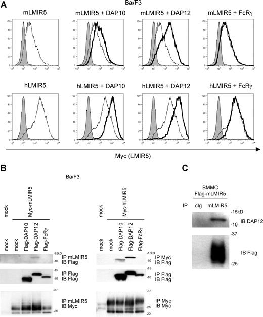 Figure 3. Association of LMIR5 with adaptor molecules such as DAP10, DAP12, and FcRγ. (A,B) Ba/F3 cells were cotransduced with a Myc-tagged mLMIR5 or hLMIR5 and either a Flag-tagged DAP10, DAP12, FcRγ, or mock. (A) Cell-surface expression levels of mLMIR5 (top row) or hLMIR5 (bottom row) were analyzed by flow cytometry by staining cells with control mouse IgG1 or anti-Myc mAb, followed by FITC-conjugated anti-mouse Ig polyclonal Ab. The result of LMIR5 staining in the presence or absence of indicated adaptor molecule was represented by bold- or thin-lined histograms, respectively, while that of control staining was represented by a filled histogram. (B) Lysates of trasduced-Ba/F3 cells were immunoprecipitated with anti-mLMIR5 Ab, anti-Myc Ab, or anti-Flag mAb, and then immunoblotted with anti-Flag mAb or anti-Myc mAb. (C) Lysates of mLMIR5-transduced BMMCs were immnoprecipitated with control IgG or anti-mLMIR5 Ab, and then immunoblotted with anti-DAP12 Ab or anti-Flag mAb.