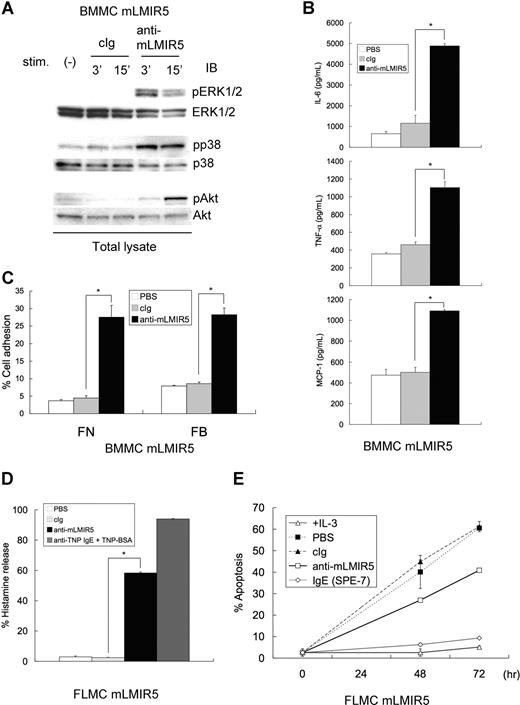 Figure 4. Cross-linking of mLMIR5 induced the phosphorylation of several signaling molecules in mLMIR5-transduced mast cells, resulting in cytokine/chemokine production, cell adhesion, histamine release, and cell survival. (A) BMMCs transduced with mLMIR5 were stimulated with either control IgG or anti-mLMIR5 Ab for 3 or 15 minutes. Cell lysates were subjected to immunoblotting with either anti–phospho-p44/42 MAPK (pERK1/2), anti–phospho-p38 MAPK (pp38), or anti–phospho-Akt (pAkt) Ab. Equal loading was evaluated with by reprobing the immunoblots with Abs specific for ERK1/2, p38, or Akt. (B) BMMCs transduced with mLMIR5 were incubated with PBS, control IgG, or anti-mLMIR5 Ab for 12 hours. IL-6, TNF-α, and MCP-1 released into the culture supernatants were measured by ELISA. (C) BMMCs transduced with mLMIR5 in FN- or FB-coated plates were stimulated with PBS, control IgG, or anti-mLMIR5 Ab for 60 minutes. Adherent cells were measured as described in “Measurement of cytokines and histamines and adhesion assay.” (D) FLMCs transduced with mLMIR5 were incubated with PBS, control IgG, or anti-mLMIR5 Ab for 50 minutes. Alternatively, anti-TNP IgE-sensitized cells were incubated with TNP-BSA for 50 minutes. Histamine released in the culture supernatants was measured. (E) FLMCs transduced with mLMIR5 were incubated with either PBS, control IgG, anti-mLMIR5 Ab, or IgE (SPE-7) in the absence of IL-3. At indicated time points, cells were stained with PE-labeled annexin V to monitor apoptosis. Cells incubated in the presence of IL-3 were also analyzed. All data points correspond to the mean and the standard deviation (SD) of 4 independent experiments. Statistically significant differences are shown. *P < .05.