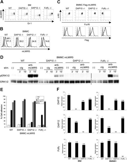 Figure 5. Analysis of BM cells and BMMCs derived from DAP10−/−, DAP12−/−, and FcRγ−/− mice. (A,B) Surface expression levels of endogenous mLMIR5 on BM cells and BMMCs derived from WT, DAP10−/−, DAP12−/−, or FcRγ−/− mice were analyzed as described in Figure 2. The mean fluorescent intensity (MFI) of mLMIR5 expression was indicated in BMMCs. (C) WT, DAP10−/−, DAP12−/−, or FcRγ−/− BMMCs transduced with Flag-tagged mLMIR5 were stained with control IgG or anti-Flag mAb followed by FITC-conjugated anti-mouse Ig Ab to confirm transduced-mLMIR5 expression levels (bottom row). Phenotypical analysis of BMMCs was performed as described in materials and methods (top row). (D) Either WT, DAP10−/−, DAP12−/−, or FcRγ−/− BMMCs transduced with mLMIR5 were stimulated with control IgG or anti-mLMIR5 Ab. The amount of phosphorylated ERK1/2 was analyzed as described in Figure 4A. Vertical lines have been inserted to indicate a repositioned gel lane. (E) Either WT, DAP10−/−, DAP12−/−, or FcRγ−/− BMMCs transduced with mLMIR5 were stimulated on FN-coated plates. Percentages of adherent cells were estimated. All data points correspond to the mean and the SD of 3 independent experiments as indicated. (F) Relative expression levels of DAP10, DAP12, and FcRγ among WT, DAP10−/−, DAP12−/−, and FcRγ−/− BM or BMMCs were estimated by using real-time PCR as described in “Gene expression analysis.” The amount of expression was indicated relative to that in wild-type BM or BMMCs. Data are representative of 3 independent experiments.