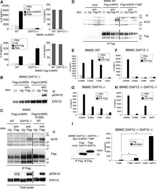 Figure 6. Cross-linking of human LMIR5 induced the activation via phosphorylation of Y188 in its cytoplasmic region in DAP12-deficient BMMCs. (A) WT or DAP12−/− BMMCs transduced with a Flag-tagged mLMIR5 were stimulated with control IgG, anti-mLMIR5 Ab, or PMA (top panels), while WT or DAP12−/− BMMCs transduced with Flag-tagged hLMIR5 were stimulated with control IgG, anti-Flag mAb, or PMA (bottom panels). IL-6 released into the culture supernatants was measured by ELISA. All data points correspond to the mean and the SD of 4 independent experiments. (B) DAP12−/− BMMCs transduced with either a Flag-tagged mLMIR5 or hLMIR5 were stimulated with the indicated Abs for 3 minutes. The amount of phosphorylated ERK1/2 was analyzed as described. (C) WT or DAP12−/− BMMCs transduced with Flag-tagged hLMIR5 or WT BMMCs transduced with Flag-tagged hLMIR5 (K158Q) were incubated with the indicated Abs. Immunoprecipitates of cell lysates with anti-Flag mAb were immunoblotted with anti-phosphotyrosine mAb (4G10) or anti-Flag mAb. Total cell lysates were also analyzed to detect the amount of phosphorylated ERK1/2. Vertical lines have been inserted to indicate a repositioned gel lane. (D) BMMCs transduced with Flag-tagged hLMIR5, hLMIR5 (Y188F), or mock were stimulated with the indicated Ab for 3 minutes or with 100 μm pervanadate (PV) for 10 minutes. Immunoprecipitates of cell lysates with anti-Flag mAb were blotted with antiphosphotyrosine mAb (4G10) or anti-Flag mAb. Vertical lines have been inserted to indicate a repositioned gel lane. (E-H) WT (E) or DAP12−/− (F) DAP10−/− (G), or DAP12−/−DAP10−/− (H) BMMCs transduced with Flag-tagged hLMIR5, hLMIR5 (K158Q), hLMIR5 (Y188F), or hLMIR5 (K158Q) (Y188F) were stimulated with control IgG or anti-Flag mAb. IL-6 released into the culture supernatants was measured by ELISA. All data points correspond to the mean and the SD of 3 independent experiments. K158Q, Y188F, or KQYF indicate hLMIR5 (K158Q), hLMIR5 (Y188F), or hLMIR5 (K158Q) (Y188F), respectively. (I) DAP12−/−DAP10−/− BMMCs transduced with Myc-tagged hLMIR5 (Y188F) were transfected with Flag-tagged DAP10, DAP12, or mock. Immunoprecipitates of cell lysates were immunoblotted with anti-Flag mAb (left panel). These cells were stimulated with control IgG or anti-Myc mAb. IL-6 released into the culture supernatants was measured by ELISA. All data points correspond to the mean and the SD of 3 independent experiments. Statistically significant differences are shown. *P < .05.