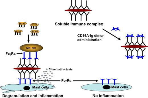 Figure 7. A hypothetical model depicting the action of in vivo administered CD16A-Ig in Arthus reaction. Mφ = macrophages, Nφ = neutrophils.
