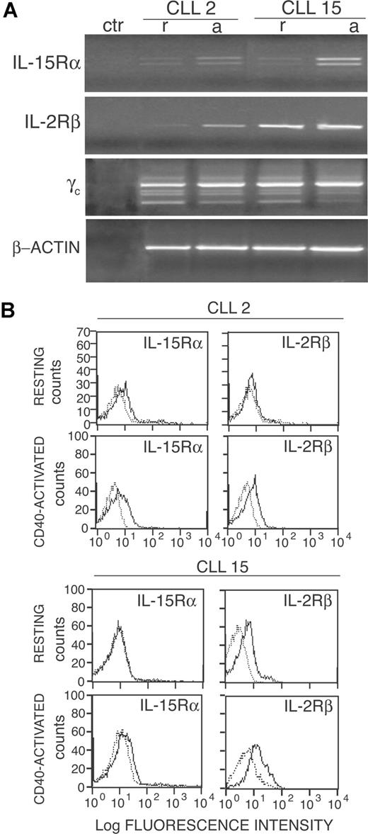Figure 2. Activation via CD40 up-regulates IL-2Rβ and IL-15Rα expression by CLL cells. (A) RT-PCR analysis of IL-15Rα, IL-2Rβ, and γc mRNA expression on freshly purified (r) or on CD40-activated (a) CLL cells. A negative control (ctr) without RNA was also included. Amplification of the same cDNAs with β-actin–specific primers is also shown. (B) Immunofluorescence analysis of IL-2Rβ and IL-15Rα expression (heavy line) on freshly isolated or CD40-activated CLL cells from 2 representative cases. Light lines represent background fluorescence obtained by the use of irrelevant isotype-matched control Ig.