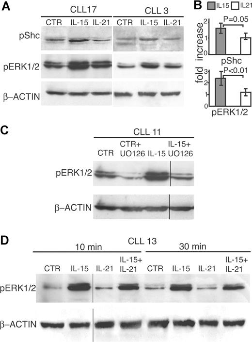 Figure 5. IL-15 but not IL-21 increases Shc and ERK1/2 phosphorylation. (A) CD40-activated CLL cells from 2 representative cases were stimulated with IL-15 or IL-21 (80 ng/mL) or medium (CTR) for 10 minutes, lysed in appropriate buffers, and analyzed by Western blotting using antibodies specific for phosphorylated forms of Shc or of ERK1/2 or for β-actin. (B) Densitometric analysis of Western blots performed on different cases to quantify p-Shc (5 cases) and p-ERK1/2 (9 cases) levels following treatment with IL-21 or IL-15. The data are expressed as normalized average fold of increase relative to the untreated control, as for Figure 4B. Error bars represent SD. (C) The MEK inhibitor UO126 blocks IL-15–mediated phosphorylation of ERK1/2 in CD40-activated CLL cells. Cells were pretreated with UO126 (10 μM) or DMSO (CTR) for 2 hours before the addition of IL-15 (80 ng/mL). After an additional 10 minutes of culture, cells were processed for Western blot analysis. Vertical lines have been inserted to indicate a repositioned gel lane. (D) Freshly isolated CLL cells from a representative case were stimulated for 10 or 20 minutes with IL-15 and/or IL-21, lysed, and analyzed by Western blotting using antibodies specific for phosphorylated ERK1/2 or for β-actin. Vertical lines have been inserted to indicate repositioned gel lanes.