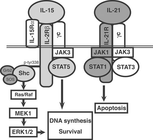 Figure 7. Summary of the signaling pathways predominantly activated by IL-21 or by IL-15 in activated CLL cells and of their biologic effects.