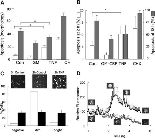 Figure 1. Effects of TNFα on neutrophil apoptosis. (A) Neutrophils were incubated for 6 hours (□) or 20 hours (▩) in the absence and presence of GM-CSF (50 U/mL), TNFα (10 ng/mL), or CHX (10 μg/mL), prior to measurement of apoptosis by assessment of morphology. There was a significant difference (*P < .05) between apoptosis of controls and TNFα-treated neutrophils showing initial increase in neutrophil apoptosis, whereas at 20 hours it acted as a survival factor. Values shown are means (± SD, n = 5). (B) Neutrophils were incubated for either 2 hours or 18 hours as indicated, and apoptosis was determined by measuring the binding of FITC–annexin V and flow cytometry. Values shown are means (± SD, n = 4) and * shows a P value of less than .015 between 2-hour control and 2-hour plus TNFα. (C) Neutrophils were stained with MitoTracker red after culture for 2 hours in the absence (control, □) or presence (10 ng/mL, ■) of TNFα. Graph shows percentage of cells that had either lost (negative) or had decreased (dim) or enhanced (bright) fluorescence, compared with that measured in the cell population at time zero. Insert shows representative confocal images. Values shown are means (± SD, n = 5). (D) Mean fluorescence of 6 individual cells whose fluorescence either decreased or was enhanced following TNFα (10 ng/mL) treatment, together with representative confocal images of MitoTracker red fluorescence.