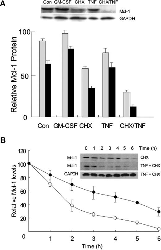 Figure 2. Changes in Mcl-1 protein stability induced by TNFα. (A) Neutrophils were incubated in the presence of the protein synthesis inhibitor cycloheximide (CHX) at 10 μg/mL, in the presence or absence of TNFα (10 ng/mL) or GM-CSF (50 U/mL). Protein lysates were prepared after 2-hour (▩) and 5-hour (■) incubation, and Mcl-1 levels were detected by Western blotting. Top panel shows a representative blot of Mcl-1 protein and GAPDH protein as a loading control (after 5-hour incubation), while the bottom panel shows mean data (± SD) of relative Mcl-1 levels (taking the signal at time zero as 100%) of 3 separate experiments. (B) Neutrophils were incubated in the presence of cycloheximide alone or with TNFα, and at 1-hour intervals, protein lysates were prepared for analysis of Mcl-1 levels by Western blotting. Inset shows representative Western blots (plus GAPDH levels as loading control), while graph shows mean values of repeat experiments (± SD, n = 5).