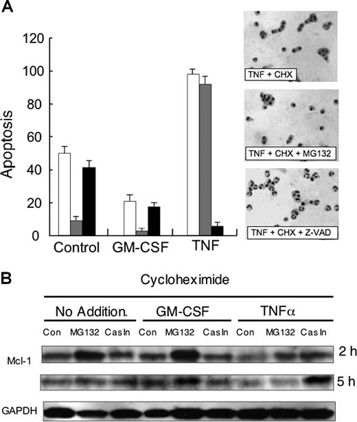 Figure 3. Role of caspases in TNFα-induced apoptosis and Mcl-1 turnover. (A) Neutrophils were incubated in the presence of cycloheximide (10 μg/mL) alone, or with TNFα (10 ng/mL) or GM-CSF (50 U/mL) in the absence (□) or presence of either MG132 (50 μM, ▩) or Z-VAD-FMK (Cas In 50 μM, ■). After 3-hour incubation, samples were removed and apoptosis was determined by morphology. Side panel shows representative cytospins. Typical result of 3 separate experiments. (B) Neutrophils were incubated as described for panel A but after 2 hours and 5 hours, protein lysates were analyzed by Western blotting for levels of Mcl-1 or GAPDH. Typical result of 3 separate experiments.