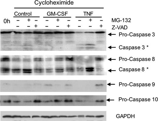Figure 4. Activation of caspases by TNFα. Neutrophils were incubated in the presence of cycloheximide (10 μg/mL), alone (control), or with TNFα (10 ng/mL) or GM-CSF (50 U/mL) in the presence or absence MG132 (50 μM) and Z-VAD-FMK (50 μM). After 5-hour incubation, samples were removed and levels of caspases-3, -8, -9, and -10 (or GAPDH as a loading control) were detected by Western blotting. Typical result of 3 separate experiments.