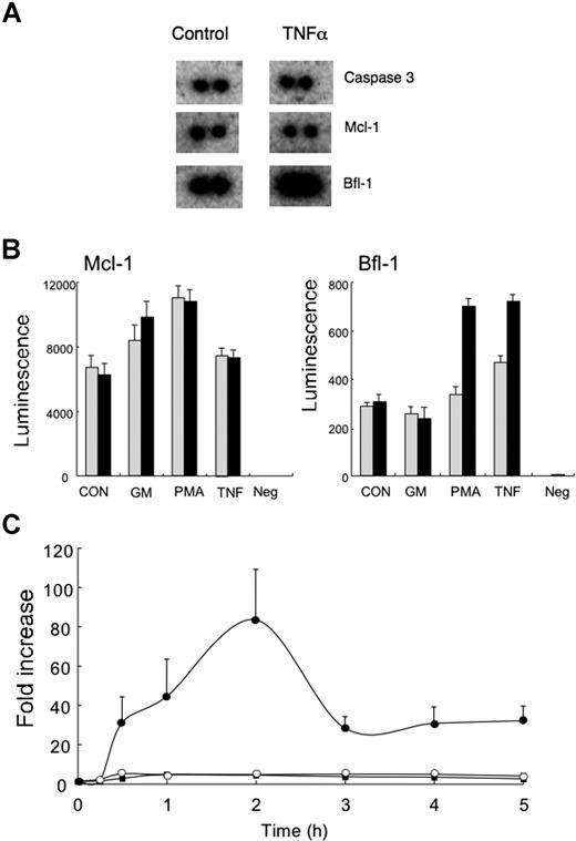 Figure 5. Effects of TNFα on mRNA levels. (A) mRNA samples of freshly isolated neutrophils and neutrophils incubated in the presence of TNFα (10 ng/mL) for 3 hours were determined using Atlas nylon arrays. Selected spots shown are those of caspase-3, MCL-1, and BFL-1. Typical result of 1 of 3 separate experiments using neutrophils from different donors. (B) HeLa cells were transfected with luciferase vectors driven by either the BFL-1 or MCL-1 promoters. Twenty-four hours after transfection, the cells were incubated in the presence or absence of GM-CSF (50 U/mL), TNFα (10 ng/mL), or PMA (10 μg/mL) with (▩) or without (■) the NF-κB inhibitor parthenolide (10 μM). Values shown are means (± SD, n = 3). (C) Neutrophils were incubated in the presence of TNFα (10 ng/mL), and RNA samples were isolated at the indicated time points. Levels of transcripts for BAX (■), BFL-1 (●), and MCL-1 (○) mRNA were measured using quantitative real-time PCR (normalized to GAPDH levels). Values shown are means (± SD, n = 3).