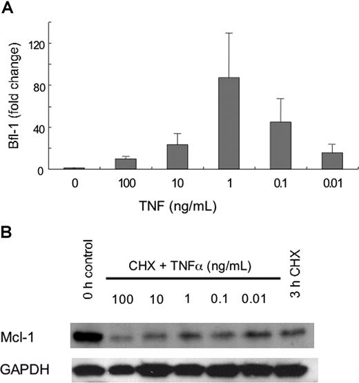 Figure 6. Effects of TNFα on relative levels of Bfl-1 and Mcl-1. Neutrophils were incubated in the presence or absence of the indicated concentrations of TNFα, or cycloheximide (CHX, 10 μg/mL) for 3 hours. (A) Protein lysates were prepared and Mcl-1 levels were detected by Western blotting. A representative blot of Mcl-1 protein levels from 3 separate experiments is shown. (B) RNA samples were processed and quantitative real-time PCR was performed. Values shown are means (± SD, n = 3)
