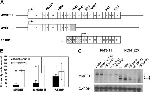Figure 1. Stable RNA interference of MMSET I and MMSET II isoforms in t(4;14) + MM cells. (A) Structure of transcripts originating from the MMSET locus. Boxes indicate protein-coding exons, beginning with exon 3 for MMSET I and II. Lines indicate 5′ and 3′ untranslated regions (not shown to scale). MMSET II splices from exon 10 to exons 12-24, whereas MMSET I splices from exon 10 to exon 11, which is shaded gray. The untranslated exons 10 and 12-14 of REIIBP are stippled. REIIBP translation begins in exon 15. Arrows indicate major translation initiation sites. The conserved protein domains PWWP, HMG, PHD, and SET are indicated above the corresponding exons. Thick bars indicate positions of MMSET shRNA 1 (black) and control (gray) short hairpin RNAs. (B) Real-time quantitative RT-PCR analysis of MMSET I, MMSET II, and REIIBP transcripts in KMS-11 cells stably transduced with MMSET shRNA lentivirus or control shRNA lentivirus. Transcript levels are relative to empty vector–transduced cells. Results are means (± SD) of at least 2 independent lentiviral infections (*P < .05, †P = .45 by Student t test). (C) Immunoblotting with antisera recognizing a C-terminal epitope of MMSET demonstrates reduction of full-length MMSET protein by 3 different shRNAs in KMS-11 (lanes 1-5) and NCI-H929 (lanes 6-10). The top arrow indicates full-length MMSET II, translated from the first ATG codon in exon 3. The lower arrows indicate MMSET II isoforms consistent with translation from downstream ATG codons in exons 4 and 6 in NCI-H929 cells, which have a translocation breakpoint between exons 3 and 4.