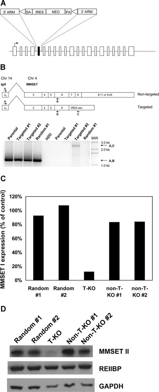Figure 2. Selective disruption of the translocated allele of MMSET by gene targeting in KMS-11 cells. (A) Schematic of the full-length MMSET exon structure. The targeting construct is designed to delete exon 7, which is shown in black. SA indicates splice acceptor; ARM, homology arm; IRES, internal ribosome entry site; NEO, neomycin resistance gene; and PA, polyadenylation signal. Triangles represent loxP sites. After Cre-loxP recombination, a single loxP site is left in place of the deleted exon 7. Splicing from exon 6 to exon 8 results in a reading frame shift and premature termination of translation after exon 6. (B) Detection of KMS-11 cells with targeted disruption of the translocated allele of MMSET. The translocation(4;14) generates fusion transcripts initiating in the IgH JH region on chromosome 14 that splice to exon 3 of MMSET. RT-PCR with primers A and B demonstrates fusion transcripts in parental KMS-11 cells, 2 clones with targeted deletion of MMSET exon 7, and a control clone with random integration of the targeting vector (bottom, lanes 1-4). RT-PCR with primers A and C indicate fusion transcripts spliced to the neomycin cassette, which can be generated only by targeting of the translocated MMSET allele (bottom, lane 8). MW indicates DNA size ladder. (C) Differential transcription of the translocated and nontranslocated MMSET alleles revealed by gene targeting. Q-PCR analysis for the intact MMSET I isoform was performed as described using cDNA from 2 random integrant control KMS-11 clones, a clone with disruption of the translocated MMSET allele (T-KO) and 2 clones with disruption of the nontranslocated allele (non-T-KO). Intact MMSET I was detected using an exon 7-specific forward primer. Normalized MMSET I transcript levels are expressed as a percentage of the average of the levels in the 2 random integrant clones. (D) Immunoblotting demonstrates extensive depletion of full-length MMSET protein in T-KO cells but not in non-T-KO cells. REIIBP protein levels are unaffected by deletion of MMSET exon 7, as would be predicted.