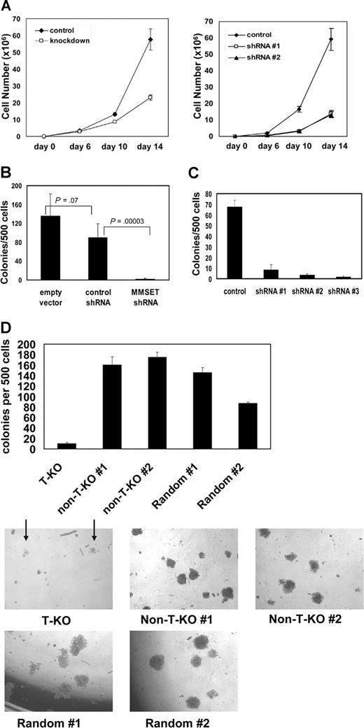Figure 3. Reduced growth and clonogenicity of MMSET knockdown and knockout MM cells. (A) 105 empty vector control or MMSET shRNA-transduced KMS-11 cells (left) or NCI-H929 cells (right) were plated in triplicate on day 0. Average cell counts (mean ± SD) are presented. (B) MMSET shRNA, but not control shRNA, severely reduces KMS-11 colony formation in methylcellulose. Error bars represent SD. Student t test P values are indicated. (C) Three different MMSET shRNAs reduce methylcellulose colony formation of t(4;14)+ NCI-H929 MM cells. Error bars represent SD. (D) Disruption of the translocated MMSET allele (T-KO) dramatically reduces both the number (top) and size (bottom) of methylcellulose colonies. Arrows indicate T-KO colonies. All photomicrographs are at 4× magnification. Error bars represent SD.