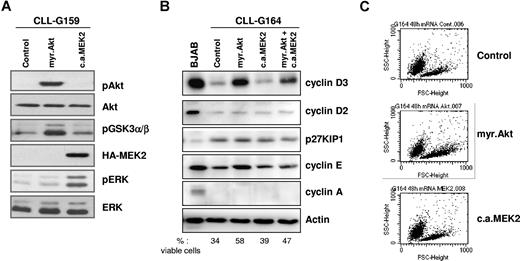 Figure 1. Constitutively active Akt and MEK2 activate downstream signaling pathways after nucleofection in primary CLL B cells. (A) Immunoblotting analysis of phospho-Akt, phosphoGSK3α/β, phospho-ERK, and HA-tagged MEK2 in CLL B cells collected 48 hours after transfection with empty pcDNA3 vector (Control), myr.Akt, or CA MEK2. Total Akt and total ERK served as loading controls. One representative CLL sample (G159) is shown. (B) Analysis of cell cycle–regulatory proteins 48 hours after nucleofection with empty pcDNA3 vector (Control), myr.Akt, CA MEK2, or cotransfection of Akt and MEK2. The Burkitt lymphoma cell-line BJAB was used as a control for the expression of the various proteins. Actin served as a loading control. The percentage of viable cells was determined by Annexin V/PI staining and is indicated at the bottom of the panel. (C) Flow cytometric analysis shows an increase in leukemic cell size 48 hours after nucleofection with myr.Akt.