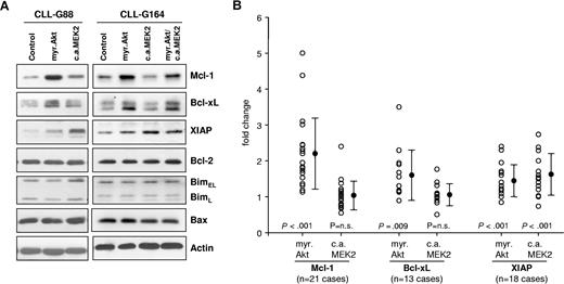 Figure 2. The MEK/ERK and Akt pathways induce distinct antiapoptotic proteins in CLL B cells. (A) Immunoblotting analysis of Mcl-1, Bcl-xL, XIAP, Bcl-2, Bim, and Bax in CLL B cells collected 48 hours after transfection with empty pcDNA3 vector (Control), myr.Akt, or CA MEK2. Actin was used as a loading control. A total of 2 representative CLL B-cell samples are shown. (B) Summary of changes in Mcl-1, Bcl-xL, and XIAP protein levels 48 hours after nucleofection with myr.Akt or CA MEK2. For quantification, band intensities were first normalized to the respective actin signal and then calculated as fold change relative to the control nucleofection, which was set to 1.0. The individual responses of the patients are shown as ○. ● represents means of 21 different experiments for Mcl-1, 13 experiments for Bcl-xL, and 18 experiments for XIAP. Error bars indicate standard deviation. P values indicate the significance of the change in expression with respect to cells transfected with the control vector.