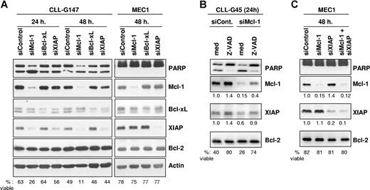 Figure 4. Silencing of Mcl-1, Bcl-xL, and XIAP by RNA interference in primary CLL B cells and in the MEC1 cell line. (A) Leukemic B cells were nucleofected with Mcl-1, Bcl-xL, XIAP, or control siRNAs and analyzed by immunoblotting after 24 and 48 hours. Experiments with 1 representative CLL B-cell sample (G147) and with the CLL cell line MEC1 are shown. The percentage of viable cells was determined for each sample by Annexin V/PI staining and is indicated at the bottom of the panel. Induction of apoptosis was also evidenced by increased cleavage of the caspase 3 substrate PARP in CLL cells transfected with the Mcl-1–specific mRNA. (B) CLL cells were nucleofected with control or Mcl-1–specific siRNA and cultured with or without the pancaspase inhibitor Z-VAD-fmk (100 μM). Expression of Mcl-1 and XIAP was evaluated by immunoblotting 24 hours after the nucleofection. The levels of Mcl-1 and XIAP were normalized to the levels of Bcl-2, which served as a loading control, and are presented as fold change relative to the control nucleofection. The percentage of viable cells is indicated at the bottom of the panel. One representative experiment out of 3 with similar results is shown. (C) MEC1 cells were cotransfected with the Mcl-1 and XIAP siRNAs to evaluate the effect of simultaneous inhibition of both proteins. Apoptosis induction and expression of Mcl-1 and XIAP was evaluated as in panel B.