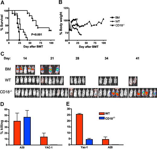 Figure 6. GVL activity is partially preserved in CD18−/− T cells. Lethally irradiated BALB/c mice underwent BMT with 5 × 106 TCD BM cells alone or plus 2 × 106 naive T cells from WT or CD18−/− B6 donors. Recipients were given 2 × 103 A20 tumor cells with luciferase transgene as a separate intravenous injection at the same time of transplantation. Recipient survival (A) and body weight changes (B) are shown. Numbers of recipients given transplants of BM alone or plus WT or CD18−/− T cells were 7, 11, and 12, respectively, and data are pooled from 2 replicate experiments. (C) Recipients were tracked for in vivo luminescence 10 minutes after intraperitoneal injection of firefly luciferin; data represent 1 of 2 replicate experiments. (D) BMT was set as in panels A and B, and BALB/c recipients of WT or CD18−/− T cells were killed 2 weeks after transplantation. Splenocytes of each recipient were assayed directly for cytotoxicity without in vitro restimulation. The activity of cytolytic effectors was measured in a 4- to 5-hours cytotoxic assay against A20 or Yac-1 at an E/T ratio of 100:1. The data represent the means (± 1 SD) of percentage of specific killing from 3 to 4 replicate mice each group, and the percentage of killing is normalized based on the number of total T cells in the spleen. The assay was run in triplicate with less than 5% SE, and data represent 1 of 2 replicate experiments. (E) Splenocytes from WT or CD18−/− B6 donors were stimulated with IL-2 for 3 days and used as effector cells to kill Yac-1 (NK-sensitive targets) or A20 cells an E/T ratio of 100:1. The data represent the means (± 1 SD) of percentage of specific killing from 2 replicate mice each group, and triplicate wells were set in vitro with less than 5% SE.