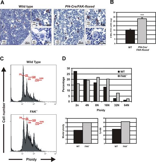 Figure 3. Mature megakaryocyte number and ploidy are increased in Pf4-Cre/FAK-floxed mice. (A) Sections of mouse femora were stained with VWF and hematoxylin to identify megakaryocytes. The section shown is representative of preparations analyzed. (B) VWF-positive and morphologically recognizable megakaryocytes were counted per field of view. Numbers represent the mean (± SEM) of 10 counts taken from 3 mice in each group. ***P < .001 ≥. (C,D) In vivo ploidy analysis of CD41-positive bone marrow cells taken from WT and Pf4-Cre/FAK-floxed mice. CD41-positive ploidy peaks were gated on fluorescence on individual DNA peaks. The data shown are representative of 3 independent experiments.