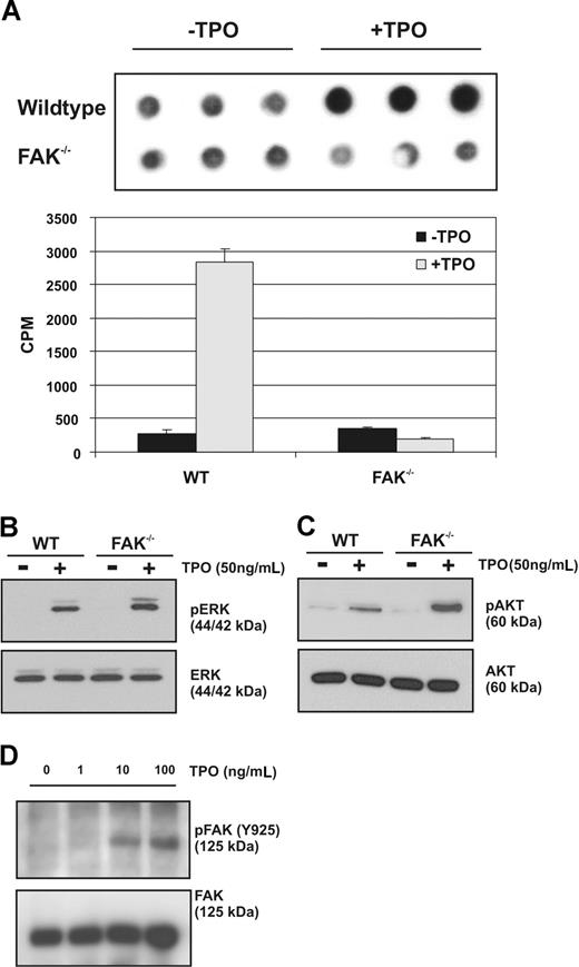 Figure 5. Increased Tpo-mediated signaling in FAK−/− megakaryocytes. (A) Lyn kinase assay of megakaryocytes derived from WT and Pf4-Cre/FAK-floxed mice in response to Tpo. Data represent autoradiography (top) and scintillation counts (bottom) of samples in triplicate. Data are representative of the mean (± SEM) of 2 independent experiments. (B,C) Western blot analyses of Tpo-mediated phosphorylation of ERK1/2 and AKT in WT and Fak−/− megakaryocytes. (D) Tpo-stimulated phosphorylation of FAK (Tyr925) in UT7/Tpo cells. The blotting results are representative of 3 independent experiments.