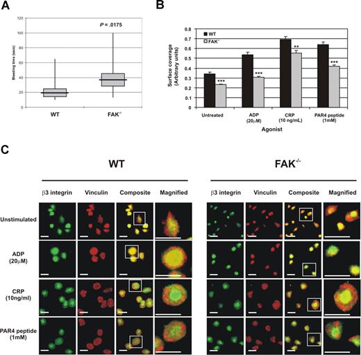 Figure 6. FAK-null platelets support defective hemostasis and exhibit defective spreading on immobilized fibrinogen. (A) Tail rebleeding assays were performed on 10 mice in each group; the data are expressed as mean (horizontal bar), SEM (box), and data spread (vertical bar). (B) Platelet spreading was quantified by image analysis software and expressed as surface coverage; the numbers represent mean surface coverage (± SEM). **P < .01; ***P < .001. The data are representative of 3 independent experiments. (C) Platelets were allowed to spread on immobilized fibrinogen for 1 hour in the presence or absence of agonists before vinculin (red) and β3 integrin (green) staining. Scale bar equals 4 μm; white boxes indicate magnified areas.