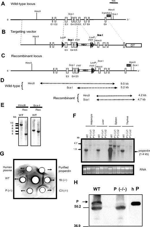 Figure 1. Generation of properdin−/− mice. (A) Schematic representation of the mouse properdin gene locus. Vertical columns symbolize exon (E) locations. Horizontal rectangle box indicates the location of cDNA probe used for ES cell screening. (B) Targeting vector. Big arrowheads represent LoxP sites and small arrowheads represent FRT sites. Neo indicates neomycin; and DT, diphtheria toxin. (C) Actual recombinant properdin gene locus. (D) Expected restriction fragment lengths of wild-type and recombinant alleles. (E) Representative Southern blot screening result of ES cells after HincII and ScaI digestion. (F) Northern blot analysis of properdin mRNA in wild-type (WT) and properdin knockout (P−/−) mouse tissues. (G) Immunodiffusion analysis of properdin in plasma. Antihuman properdin antibody was placed in the center well and mouse (10 μL) and human (5 μL) plasma or purified human properdin (0.5 μg) was placed in the peripheral wells. A precipitation line between the center and a peripheral well indicates the presence of properdin in the testing sample. (H) Western blot analysis showing the lack of properdin protein (P, ) in properdin−/− mouse serum. The band below properdin represents goat IgG heavy chain used in immunoprecipitation. Purified human properdin (hP) was used as a positive control on the right lane. The size (in kDa) and position of molecular weight markers was shown on the left.