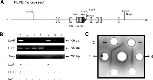 Figure 2. Rescue of properdin gene knockout by NEO deletion. (A) Schematic diagram showing expected recombinant properdin gene locus after FLPe-mediated NEO deletion. (B) PCR genotyping of 7 mice derived from properdin−/− × FLPe-transgenic mouse crossing. Using LoxP or FLPe-specific primers, 2 mice (numbers 1 and 5) were identified as having recombinant properdin gene and 4 mice (numbers 1-4) were FLPe transgenic. As expected, the FLPe-negative, LoxP-positive mouse (number 5) contained NEO, whereas the FLPe-positive, LoxP-positive mouse (number 1) did not contain NEO. (C) Immunodiffusion analysis of plasma properdin showing that no properdin was present in mouse 5 (properdin−/−), whereas properdin was detected in mouse 1 (knockout rescued). Antihuman properdin antibodies were placed in the center well, and plasma samples for mice 1, 2, 5, and 6 (B) were placed in the peripheral wells.