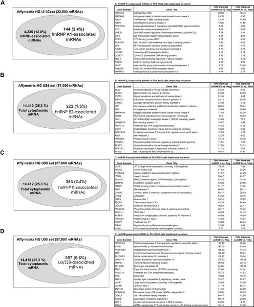 Figure 1. RIP-Chip analysis of the hnRNP-A1–, hnRNP-E2–, hnRNP-K–, and La/SSB-associated mRNAs in CML-BC–derived Ph1+ K562 cells. Left column: Venn diagram of the RNAs associated with (A) hnRNP-A1, (B) hnRNP-E2, (C) hnRNP-K, and (D) La/SSB within the cytoplasm of Ph1+ K562 cells. The squares depict the genes available on the indicated Affymetrix chips. The gray ellipses represent the genes detected in lysate input. The white ellipses indicate the genes significantly enriched in the hnRNP-A1, hnRNP-E2, hnRNP-K, and La/SSB immunoprecipitates and not present in immunoprecipitates with a nonrelated antibody. Right column: tables show the hnRNP-A1–, hnRNP-E2–, hnRNP-K–, and La-associated mRNAs with a reported relevance in cancer. mRNAs are represented as fold increase versus negative control (anti-Flag or anti-HA) and fold increase versus total input RNA.