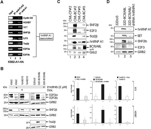 Figure 2. Validation and expression analysis of the hnRNP-A1–associated mRNAs in BCR/ABL cell lines and patient-derived CML BMCs. (A) RT-PCR for cyclin D2, HOXB7, SET, SNF2β, ILF3, Tra2β, E2F3a, and E2F3b on hnRNP-A1–immunoprecipitated mRNA from K562-A1-HA cytoplasmic lysates. hnRNP-A1 RNP complexes isolated from K562 cytoplasmic fractions immunoprecipitated with an anti–hnRNP-A1 antibody (9H10; lane 3) or an unrelated isotype-matched anti-FLAG antibody (clone M2; lane 2). mRNA extracted from mRNP-enriched lysates was used as a positive control (lane 1). (B) Western blots show E2F3, SNF2β, and Tra2β expression in untreated and imatinib-treated K562 cells, doxycycline-induced and uninduced TonB2.10 cells, and in parental and untreated or imatinib-treated BCR/ABL-expressing 32Dcl3 cells. GRB2 levels were detected as a control for equal loading. Right panels: Real-time PCR shows expression of ILF3 and HOXB7 mRNA in untreated and imatinib-treated BCR/ABL-expressing myeloid cells and in the BaF3-derived BCR/ABL-inducible TonB2.10 lymphoid cell line (expressed as mean ± standard error). GAPDH was used for normalization. (C) SNF2β, E2F3, Tra2β, and GRB2 protein levels and BCR/ABL phosphorylation in mononuclear BMCs from 2 patients with CML-CP and CML-BC. (D) Effect of shRNA-mediated hnRNP-A1 downmodulation on hnRNP-A1, SET, SNF2β, and E2F3 protein levels.