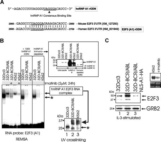 Figure 4. Interaction of E2F3 mRNA with hnRNP-A1 and requirement of hnRNP-A1 nucleocytoplasmic shuttling for E2F3 expression. (A) Representation of the oligoribonucleotide containing the hnRNP-A1 consensus-binding site (hnRNP-A1 rODN) used as competitor in REMSA assays. Sequence comparison of mouse and human E2F3 3′ UTRs shows presence of the hnRNP-A1 consensus-binding site (UAGGGA/U). E2F3(A1) rODN represents the probe used in REMSA. (B) Left: REMSA with the E2F3(A1) rODN and cytoplasmic lysates of 32Dcl3, untreated and imatinib-treated 32D-BCR/ABL, and K562 cells. Binding specificity was assessed by competition with 100-fold excess of unlabeled hnRNP-A1 rODN and by using hnRNP-A1 immunodepleted extracts. Right: Top shows anti–hnRNP-A1 Western blot in total, anti–hnRNP-A1–immunoprecipitated, and anti–hnRNP-A1–immunodepleted 32Dcl3, 32D-BCR/ABL, and K562 cell lysates. Bottom shows UV cross-linking of binding reactions performed with labeled E2F3(A1) rODN and cytoplasmic 32Dcl3, 32D-BCR/ABL, and K562 cell lysates. Arrow indicates the hnRNP-A1/E2F3 RNA complex. *Nonspecific complex in parental 32Dcl3 cell lysates. (C) Protein levels of E2F3 and GRB2 in 32Dcl3, 32D-BCR/ABL, and in the hnRNP-A1 dominant-negative (NLS-A1-HA)–expressing 32D-BCR/ABL cells. Inset: Northern blot shows effects of imatinib on E2F3 mRNA levels in K562 cells.