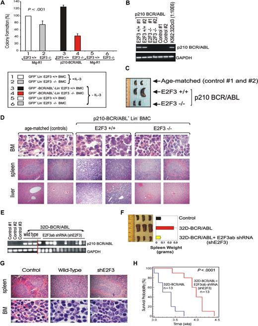 Figure 6. In vitro and in vivo requirement of E2F3 for BCR/ABL leukemogenesis. (A) IL3-dependent and -independent methylcellulose colony forming ability of primary Lin− E2F3+/+ and E2F3−/− C56BL/6J BMCs retrovirally transduced with either the empty MigR1 or MiGR1-p210BCR/ABL retrovirus and GFP sorted (P < .001; t test). Error bars represent standard error. (B) Nested RT-PCR for p210-BCR/ABL in peripheral blood isolated at 12 weeks after transplantation from SCID mice (nos. 1 and 2) injected with E2F3+/+ and E2F3−/− Lin− BMCs. Sensitivity of the system was assessed by detecting p210-BCR/ABL transcripts in K562/32Dcl3 cells used at 1:106 ratio. (C) Visual analysis of spleens isolated from controls, E2F3+/+, or E2F3−/− BCR/ABL-transduced GFP+-BCR/ABL+Lin− SCID mice. (D) Hematoxylin/eosin-stained BM, spleen, and liver tissue sections from control, E2F3+/+ or E2F3−/− BCR/ABL-transduced GFP+-BCR/ABL+Lin− SCID mice (nos. 1 and 2) killed at 15 weeks after transplantation. (E) Representative nested RT-PCR for p210-BCR/ABL in peripheral blood isolated at 3 weeks after transplantation from SCID mice either not injected (control; n = 3) or injected with vector-transduced (wild-type; n = 3) or shRNA E2F3ab–transduced (shE2F3; n = 12) 32D-BCR/ABL cells. (F) Visual analysis and average weight of spleens isolated from controls, wild-type, and shE2F3 mice at 3.5 weeks after transplantation. Error bar represent standard error. (G) Representative hematoxylin/eosin staining of BM and spleen tissue sections from control, wild-type, and shE2F3 mice at 3.5 weeks after transplantation. (H) Survival of SCID mice (n = 13 per group) intravenously injected with vector-transduced (blue line) and E2F3ab shRNA-transduced (red line) 32D-BCR/ABL cells. Estimated probabilities for survival were calculated using the Kaplan-Meier method, and the log-rank test evaluated the differences among survival distributions (P < .001). Images were taken with a Zeiss (Thornwood, NY) Axioskope 2 Plus and a 40×/0.75 (BM) or a 25×/0.75 (liver and spleen) NA objective, with a Canon Powershot A70 (Canon, Lake Success, NY) and Canon Capture software.