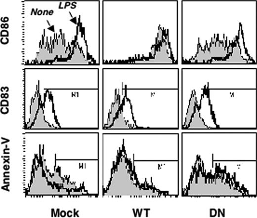 Figure 3. CaMKIV regulates survival of monocyte–derived DCs. Monocyte-derived DCs were infected with Lenti-IRES-GFP lentivirus expressing Camk4, Camk4-WT, or Camk4-K71M (Mock, WT, and DN, respectively). After 48 hours, cells were cultured for an additional 18 hours in the presence of LPS (1 μg/mL) or left untreated. Top: fluorescence-activated cell sorting (FACS) profiles of DC stained with CD86, CD83, and Annexin-V.