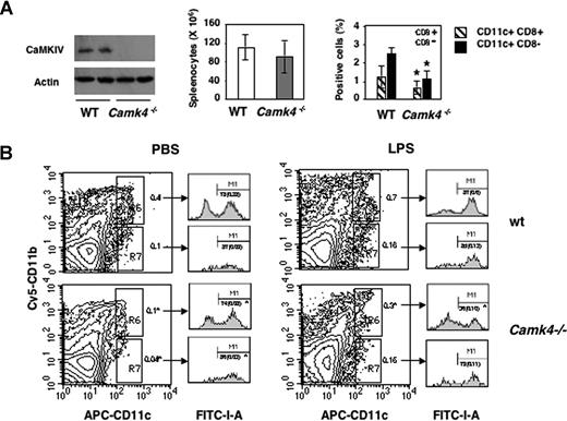 Figure 4. The number of splenic mature DCs is reduced in Camk4−/− mice. Splenocytes from normal or Camk4−/− mice were counted and stained for CD11c and CD8. (A) Left panel: immunoblots show CaMKIV and actin expression in splenocytes isolated from 2 mice from each genotype. Middle: bar graph reports mean (± SD) of the total number of splenocytes (n = 15 mice per genotype). Right: percentage of WT and Camk4−/− CD11c + subsets. Bars graphs show mean (± SD) representing 15 mice per genotype. *P < .01. (B) LPS-induced mature DC accumulation is impaired in Camk4−/− mice in vivo. LPS or phosphate-buffered saline (PBS) was injected into Camk4−/− and control WT mice. Eighteen hours later, splenocytes were isolated and triple-stained with anti-CD11b, -CD11c and -I-A antibodies. For the typical dot plot profiles, the inset values show the percentage of cells in the R6/R7 gates (CD11bhigh/CD11chigh and CD11blow/CD11chigh, respectively. FACS profile histograms show I-A expression. Inset values refer to the percentage of I-Ahigh cells in the R6/R7 gates. Values in parenthesis display the percentage of CD11bhigh/CD11chigh/I-Ahigh and CD11blow/CD11chigh/I-Ahigh in whole splenocytes. *P < .01.