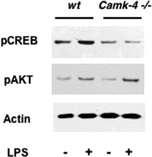 Figure 6. CaMKIV is required to link TLR4 signaling with pCREB accumulation. CD11c + DCs were isolated from spleens of WT or Camk4−/− mice and cultured in the presence or absence of LPS (10 μg/mL) for 1 hour. Whole lysates were separated by SDS-PAGE and immunoblotted with the reported antibodies (pCREB, pAKT, actin, LPS). A typical immunoblot analysis is shown.