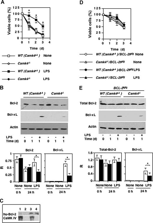 Figure 7. CaMKIV regulates lifespan and Bcl-2 family protein accumulation. CD11c + DCs were positively selected from WT (Camk4+/+), Camk4−/−, BCL-2tg/tg transgenic, and Camk4−/−/BCL-2tg/tg hybrid mice cultured in the presence or absence of LPS (10 μg/mL). (A,D) Viability was assayed by trypan blue exclusion at daily intervals. The results represent mean and SD of 6 independent experiments. (B,E) Typical results obtained by immunoblot analysis. Bar graphs show mean (± SD) of the optical density measurements expressed as the ratio between Bcl-2 or Bcl-xL and actin bands (n = 6). (C) Immunoblot shows the typical expression of CaMKIV and hu-Bcl-2 detected in WT (Camk4+/+), Camk4−/−, BCL-2tg/tg transgenic, and Camk4−/−/BCL-2tg/tg hybrid mice (lanes 1, 2, 3, and 4, respectively). *P < .01.