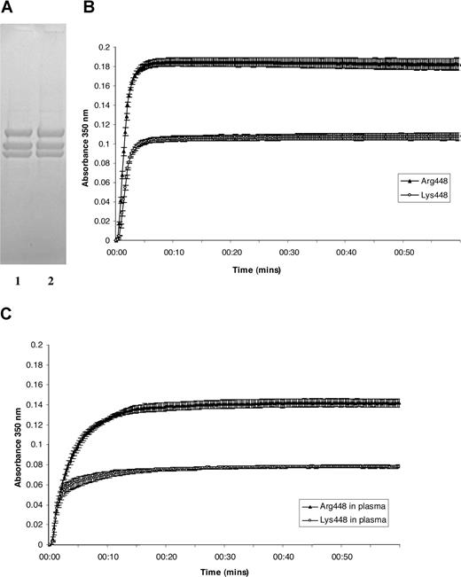 Figure 1. Recombinant BβArg448 and BβLys448 fibrinogen, permeation, and polymerization curves of fibrin formed from the 2 variants. (A) Recombinant fibrinogen resolved on 12% to 24% SDS-PAGE: lane 1 Lys448, lane 2 Arg448. (B) Mean turbidity curves (± SEM) of 4 experiments with each Arg448 and Lys448 fibrin variants at fibrinogen concentration of 1.3 μM, 2.5 mmol CaCl2, and 0.5 U/mL thrombin. The final maximum absorbency at 350 nm was lower in the less common variant Lys448 than in the more common Arg448, indicating the presence of thinner fibers in Lys448 fibrin clots. (C) Mean turbidity curves (± SEM) of 4 experiments with each Arg448 and Lys448 fibrin variants after addition to fibrinogen-depleted plasma (1 volume of plasma was added to 3 volumes of recombinant fibrinogen at 1.3 μM concentration), 2.5 mmol CaCl2, and 0.5 U/mL thrombin.