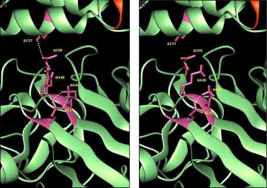 Figure 5. Molecular modeling showing the position of the fibrinogen Bβ448 residue in relation to BβAsp398, BβGlu315, and AαLys157. Modeled on Arg (A) and Lys (B) at position 448. Demonstrated are the potential hydrogen bonds (—) from residue Bβ448 and BβLys449 to BβGlu315 and from BβAsp398 to AαLys157 as observed in our simulations. The proximity of the mutation site to areas integral to fibrin polymerization and calcium binding suggests that the potential weakening of hydrogen bonding in this region may have important effects on fibrin structure and function.
