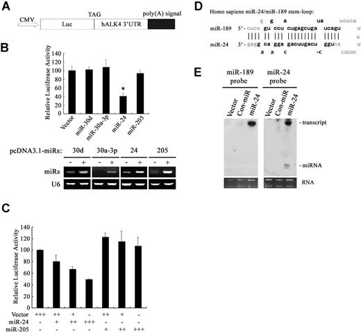 Figure 1. MiR-24 inhibited reporter activity through the 3′-UTR of hALK4 mRNA. (A) Schematic representation of the luciferase reporter constructs. The CMV promoter and the full-length 3′-UTR of hALK4 mRNA were inserted to pGL3-basic vector as indicated. (B) HEK293 cells were cotransfected with the hALK4–3′-UTR luciferase reporter (0.3 μg) and miRNA (1 μg) as indicated. At 48 hours after transfection, cells were harvested for luciferase assay (top panel). The expression of the 4 miRNAs was detected by stem-loop RT-PCR with U6 as loading control. The asterisk indicates a significant difference between miR-24 and the control (P < .05). (C) HEK293 cells were cotransfected with the hALK4–3′-UTR luciferase reporter and increasing amounts of miR-24 or miR-205 (1 μg). (D) Sequence of human miR-24/miR-189 stem-loop. (E) Detection of the miR-189 and miR-24 expression by Northern blot analysis in HEK293 cells transfected with the miR-24/miR-189 precursor vector. Con-miR, a vector expressing a nonspecific small RNA molecule (5′-AGCGGACTAAGTCCATTGCTT-3′) as a negative control miRNA. Reporter assay was performed in triplicate, and the data represent the mean plus or minus SD of 3 independent experiments after normalized to R reniformis activity.