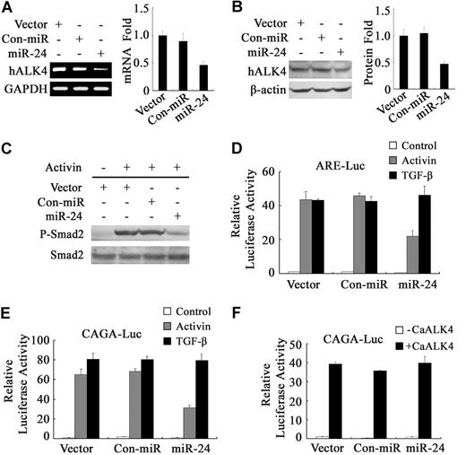 Figure 2. MiR-24 specifically interfered with activin signaling. RT-PCR (A) and Western blot analysis (B) of hALK4 expression in HEK293 cells transfected with various miRNA vectors as indicated. Quantitation of hALK4 mRNA levels after normalization to GAPDH and hALK4 protein levels to β-actin from 3 independent experiments were shown. (C) HEK293 cells transfected with indicated vectors were treated with activin A (25 ng/mL) for 1 hour and then harvested for anti-phospho-Smad2 Western blot analysis. Smad2 expression was examined with anti-Smad2 immunoblotting to verify protein expression. (D,E) HEK293 cells were cotransfected with ARE-luciferase and FoxH1 (D) or CAGA12-luciferase (E) along with indicated miRNA vectors, and treated with activin A (25 ng/mL) or TGF-β (1.25 ng/mL) for 16 hours before harvested for luciferase assay. (F) HEK293 cells were transfected with CAGA12-luciferase and active ALK4 (caALK4) with indicated miRNA vectors. Luciferase assay was performed at 48 hours after transfection. Reporter assay was performed in triplicate, and the data represent the mean plus or minus SD of 3 independent experiments after normalized to R reniformis activity.
