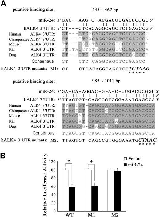 Figure 3. There is a miR-24 binding site in the 3′-UTR of hALK4 mRNA. (A) Sequence alignment between miR-24 and its 2 putative binding sites in the 3′-UTR of ALK4 mRNA from different species. One lies in 445-467 bp downstream of the stop codon of the 3′-UTR of hALK4 mRNA and the other in 985-1011 bp. (B) HEK293 cells were transfected with luciferase reporter containing the hALK4 3′-UTR with wild-type or mutated target sites (shown in A, M1, and M2), along with empty or miR-24 vector. Luciferase assay was performed 48 hours after transfection. Reporter assay was performed in triplicate and the data represent the mean plus or minus SD of 3 independent experiments after normalized to R reniformis activity. The asterisk indicates a significant difference between miR-24 and control vector (P < .05).