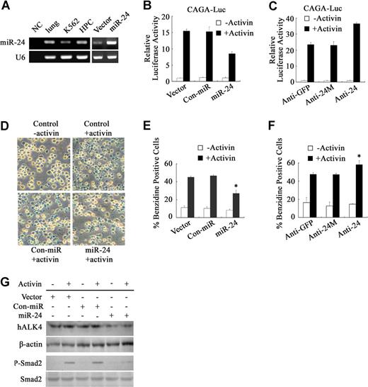 Figure 4. MiR-24 reduces activin A-induced hemoglobin accumulation in K562 cells. (A) The expression of miR-24 in K562 cells and HPCs was assessed by stem-loop RT-PCR with U6 as loading control. Murine lung miR-24 was a positive control. K562 cells were cotransfected with CAGA12-luciferase along with miRNA vectors (B) or anti-miRNA oligoribonucleotides (C) as indicated. After treated with activin A (25 ng/mL) for 16 hours, the cells were harvested for luciferase assay. Reporter assay was performed in triplicate, and the data represent the mean plus or minus SD of 3 independent experiments after normalized to R. reniformis activity. K562 cells were transfected with the indicated constructs or anti-miRNA oligoribonucleotides. The transfected cells were placed in the absence or presence 25 ng/mL activin A for 3 days and processed for benzidine staining. The results are expressed as percentage of benzidine-positive (blue) cells compared with the total cell number. The values represent the means plus or minus SD of 3 separate experiments. A representative field (original magnification 100×) (D) and quantitation of 3 independent experiments (E,F) were shown. The asterisk indicates a significant difference between miR-24 and control vector or between anti-24 and anti-24M oligoribonucleotides (P < .05). (G) K562 cells were cotransfected with indicated miRNA plasmids and treated with activin A for 1 hour before the cells were harvested for Western blotting to reveal the protein levels of hALK4 (top panel), phospho-Smad2 (3rd panel), or total Smad2 (4th panel).