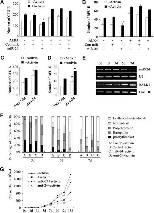 Figure 5. MiR-24 inhibits activin A-induced erythroid differentiation of CD34+ hematopoietic progenitor cells. (A-D) CD34+ HPCs were transfected with GFP and miRNA plasmids, the plasmid expressing ALK4 that lacks the 3′-UTR or anti-miRNA oligoribonucleotides as indicated. Then GFP-positive cells were sorted and placed for colony-forming cell assays in semisolid media. CFU-E was scored at day 7 (A,C) of culture and BFU-E at day 14 (B,D). The data represent the mean plus or minus SD of 3 independent experiments. The asterisks indicate a significant difference between control miRNA and miR-24 or between anti-24 and its mutant control (*P < .05; **P < .01). (E) CD34+ HPCs were maintained in liquid erythroid differentiation culture condition for 7 days. MiR-24 expression at the indicated times was detected by stem-loop RT-PCR, and endogenous ALK4 expression was detected by RT-PCR. (F,G) CD34+ HPCs were transfected with GFP and miRNA vectors or anti-miRNA oligoribonucleotides as indicated. Then GFP-positive cells were sorted and cultured in liquid differentiation media in the absence or presence of activin A. The differentiation state of the cells was determined by Wright-Giemsa staining of cytospin preparations, and cell numbers at different differentiation stages (F) or total cell numbers (G) were counted at the indicated times. For panel F, approximately 300 cells were counted from 3 different fields.