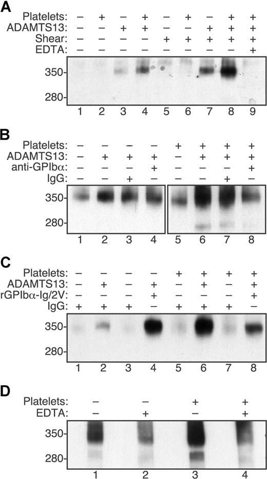 Figure 1. Fluid shear stress and platelet-VWF interactions increase VWF cleavage by ADAMTS13. Reactions containing VWF (30 μg/mL) were treated with (+) or without (−) shear stress and other components as indicated. Samples were analyzed by SDS-PAGE and Western blotting with polyclonal anti-VWF to detect the 350-kDa homodimeric cleavage product containing C-terminal fragments of VWF. The corresponding 280-kDa N-terminal homodimeric product is recognized less efficiently by anti-VWF and was visible in some reactions. (A) Cleavage of VWF by ADAMTS13 (5 U/mL) was increased slightly by fluid shear stress (50 dyne/cm2 for 10 minutes, lane 7) or formalin-fixed platelets (106/μL, lane 4). Maximal cleavage required both shear stress and platelets (lane 8) and was blocked by 5 mM EDTA (lane 9). (B) Monoclonal antibody 6D1 against GPIbα (30 μg/mL) blocked the cleavage of VWF exposed to fluid shear stress (50 dyne/cm2 for 10 minutes) in reactions containing platelets (lane 8) but not in reactions without platelets (lane 4). Control mouse IgG1 had no effect (lanes 3 and 7). (C) Recombinant GPIbα-Ig/2V (30 μg/mL) increased the cleavage of VWF by ADAMTS13 (2.5 U/mL) in reactions exposed to fluid shear stress (16 dyne/cm2 for 5 minutes) without platelets (lane 4) and partially inhibited the cleavage of VWF in reactions with platelets (lane 8). (D) The cleavage of endogenous VWF in fresh platelet-rich plasma subjected to fluid shear stress (20 dyne/cm2 for 5 minutes) was markedly greater than the cleavage of VWF in platelet-poor plasma. Cleavage was prevented by 50 mM EDTA.