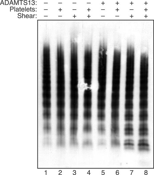 Figure 4. Platelets increase the cleavage of large VWF multimers under fluid shear stress. Reactions containing VWF (30 μg/mL) were performed as indicated with (+) or without (−) ADAMTS13 (2.5 U/mL), platelets (2 × 106/μL), and fluid shear stress (16 dyne/cm2, 10 minutes). The distribution of VWF multimers was assessed by 1.5% SDS-agarose gel electrophoresis.