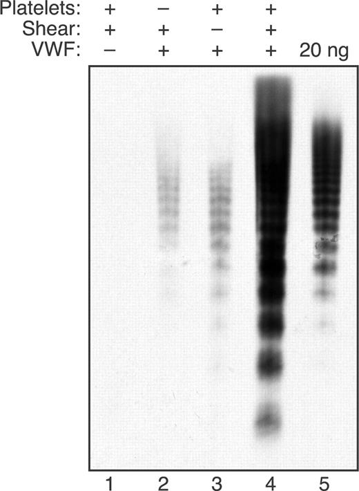 Figure 5. Shear stress induces large VWF multimers to bind platelets. Reactions were performed as indicated with (+) or without (−) VWF (30 μg/mL), formalin-fixed platelets (106/μL), and fluid shear stress (16 dyne/cm2, 10 minutes). Samples were diluted with an equal volume of reaction buffer and centrifuged for 5 minutes at 6400g. The platelet pellets (or any other pelleted material for reactions without platelets) were washed 3 times by resuspension in reaction buffer and centrifugation. The washed platelets or other contents were dispersed in Laemmli sample buffer, heated at 80°C for 5 minutes, and centrifuged, and supernatant corresponding to 20 μL of the initial reaction volume was analyzed by Western blotting after 1.5% SDS-agarose gel electrophoresis. The 20 ng of input VWF analyzed for reference corresponds to approximately 3% of the VWF initially present in the samples of reactions analyzed in lanes 1 to 4.